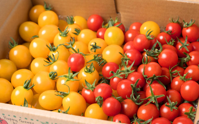 熊本県八代市のふるさと納税 【定期便3回】 ミニトマト (ミックス) 1.2kg×3回 八代市産 宮島農園 とまと 野菜