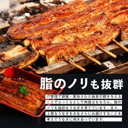鹿児島県志布志市のふるさと納税 鹿児島県産うなぎ蒲焼 名水慈鰻 特上5尾(1尾190g以上)＜計950g以上＞ c15-001