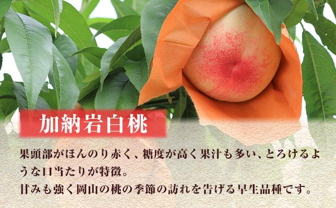 岡山県里庄町のふるさと納税 【 2026年 先行予約 】 桃 岡山県産 加納岩 白桃 約1.5kg (5～7玉) 《2026年6月下旬-7月上旬頃出荷》岡山 はくとう スイーツ フルーツ 果物 先行予約 数量限定 期間限定 岡山 里庄町 モモ もも 桃