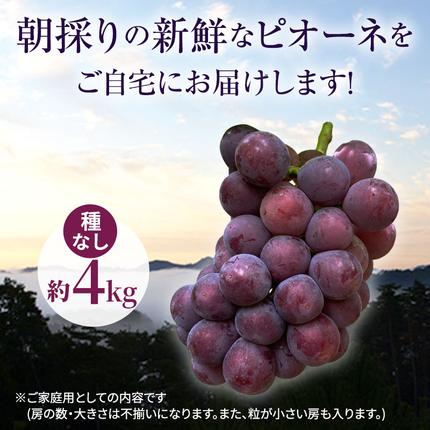 岡山県高梁市のふるさと納税 訳あり 辻葡萄園 の ニュー ピオーネ ご家庭用 満杯詰め 約4kg 岡山県産 ぶどう 葡萄 果物 フルーツ 2026年 先行予約 果物類