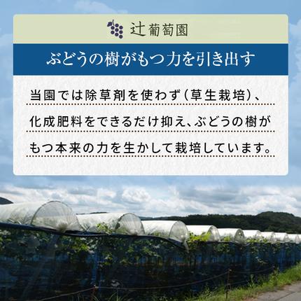 岡山県高梁市のふるさと納税 訳あり 辻葡萄園 の ニュー ピオーネ ご家庭用 満杯詰め 約4kg 岡山県産 ぶどう 葡萄 果物 フルーツ 2026年 先行予約 果物類