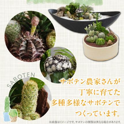サボテンのオリジナル寄せ植え（小）【恐竜セット/アニマルセット