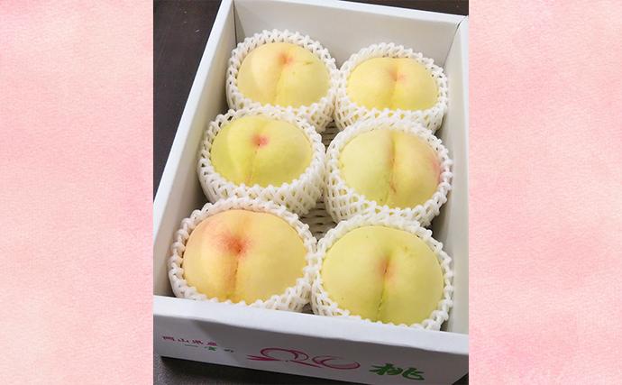 岡山県里庄町のふるさと納税 【桃 2026年 先行予約】ご家庭用 白桃 約1.4kg（4～6玉） もも モモ 岡山県 国産 フルーツ 果物