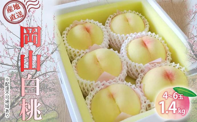 [桃 2026年 先行予約]ご家庭用 白桃 約1.4kg(4〜6玉) もも モモ 岡山県 国産 フルーツ 果物