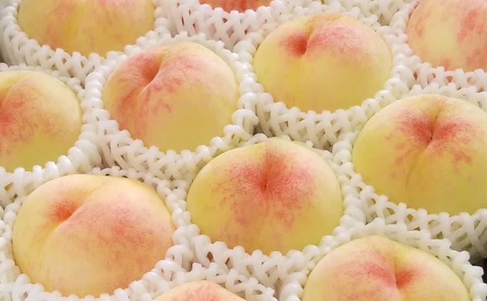 岡山県里庄町のふるさと納税 【桃 2026年 先行予約】ご家庭用 白桃 約1.4kg（4～6玉） もも モモ 岡山県 国産 フルーツ 果物