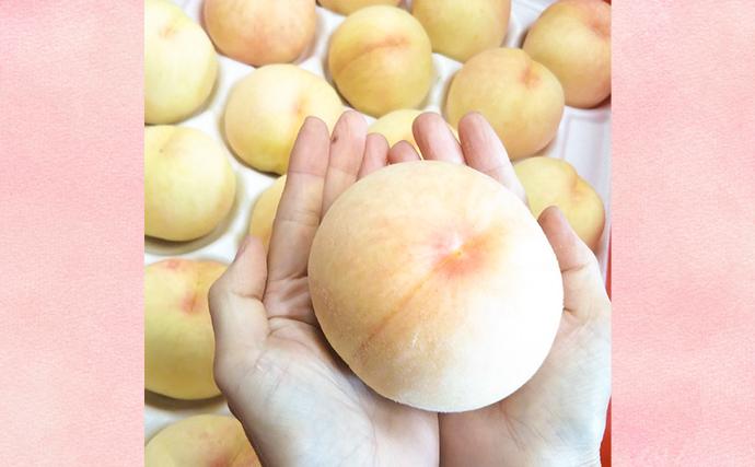 岡山県里庄町のふるさと納税 【桃 2026年 先行予約】ご家庭用 白桃 約1.4kg（4～6玉） もも モモ 岡山県 国産 フルーツ 果物