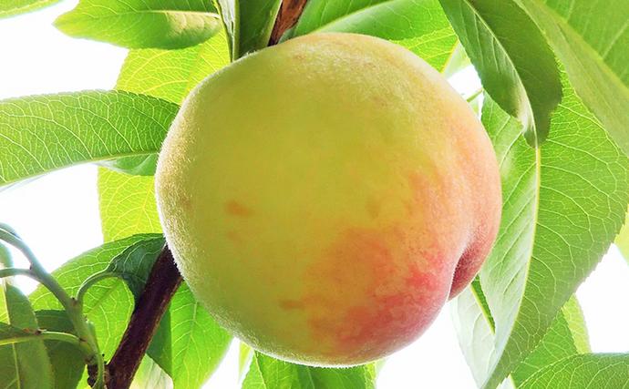 岡山県里庄町のふるさと納税 【桃 2026年 先行予約】ご家庭用 白桃 約1.4kg（4～6玉） もも モモ 岡山県 国産 フルーツ 果物