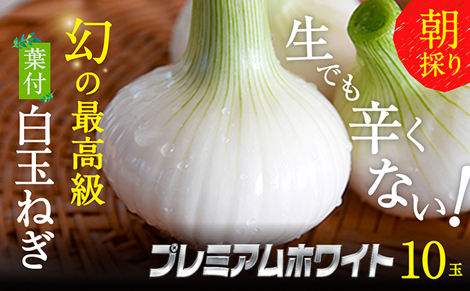 静岡県浜松市のふるさと納税 浜松篠原産【葉付新白玉ねぎ】プレミアムホワイト10玉【A級品L玉】 野菜 たまねぎ タマネギ