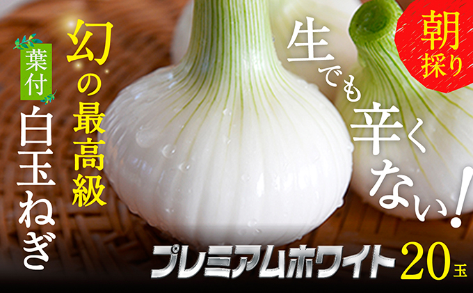 浜松篠原産【葉付新白玉ねぎ】プレミアムホワイト20玉【A級品L玉