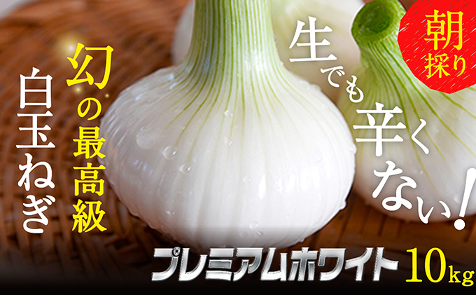 テレビで紹介されました！】浜松篠原産 新白玉ねぎ プレミアムホワイト