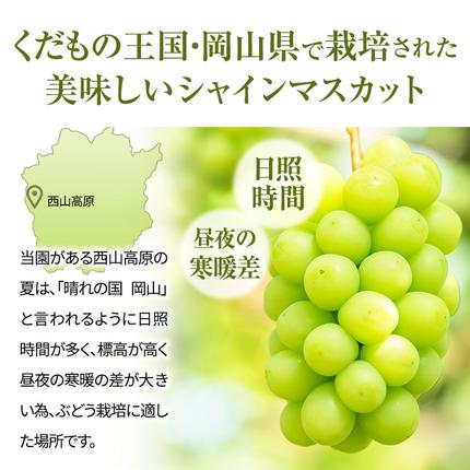 岡山県高梁市のふるさと納税 早期受付 シャインマスカット 満杯詰め 約4kg以上 ご家庭用 辻葡萄園 ぶどう 葡萄 フルーツ 果物 岡山県産 岡山のぶどう 食後 デザート おやつ