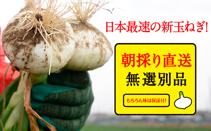 静岡県浜松市のふるさと納税 浜松篠原産新玉ねぎプレミアムフレッシュ10キロ【無選別品】 野菜 たまねぎ タマネギ 10kg