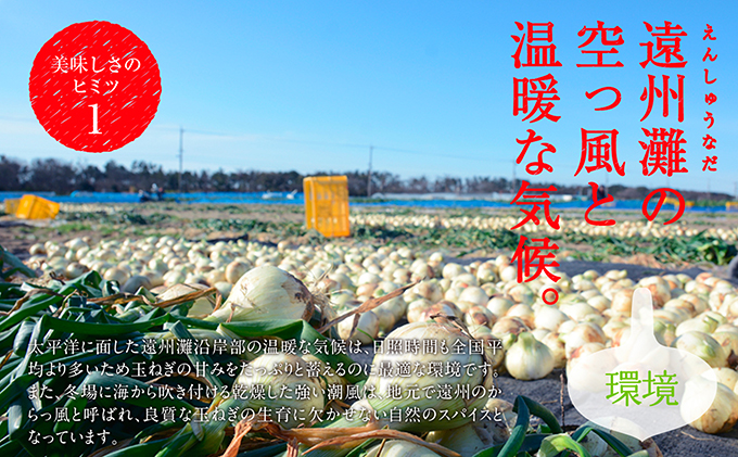 浜松篠原産【葉付新白玉ねぎ】プレミアムホワイト30玉【A級品L玉