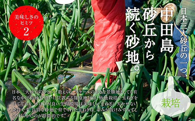 静岡県浜松市のふるさと納税 浜松篠原産【葉付新白玉ねぎ】プレミアムホワイト10玉【A級品L玉】 野菜 たまねぎ タマネギ