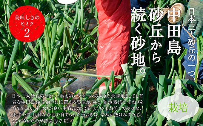 浜松篠原産【葉付新白玉ねぎ】プレミアムホワイト20玉【A級品L玉