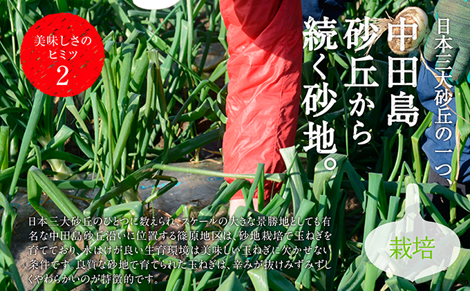 テレビで紹介されました！】浜松篠原産 新白玉ねぎ プレミアムホワイト