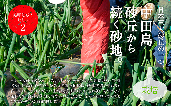 静岡県浜松市のふるさと納税 浜松篠原産新玉ねぎプレミアムフレッシュ5キロ【無選別品】 野菜 たまねぎ タマネギ 5kg