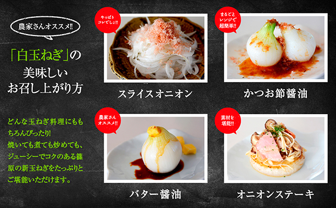 静岡県浜松市のふるさと納税 浜松篠原産【葉付新白玉ねぎ】プレミアムホワイト10玉【A級品L玉】 野菜 たまねぎ タマネギ