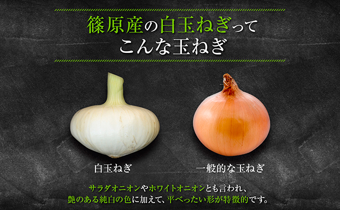 静岡県浜松市のふるさと納税 浜松篠原産【葉付新白玉ねぎ】プレミアムホワイト10玉【A級品L玉】 野菜 たまねぎ タマネギ