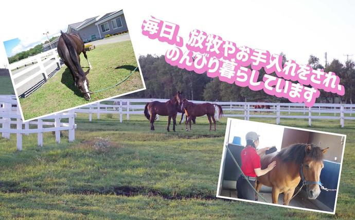 競走馬のふるさと 北海道 新ひだか町 ライディングヒルズ静内 馬 への