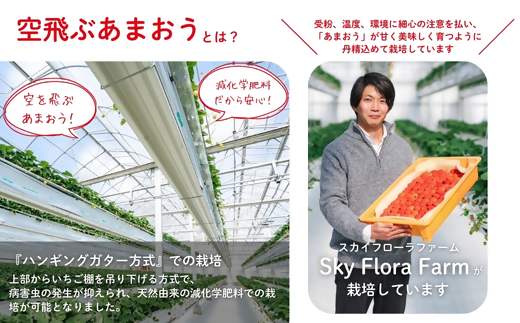福岡県福津市のふるさと納税 【2026年3月より順次発送】福津産『空飛ぶあまおう』約180g×6パック【スカイフローラファーム】[G0151]