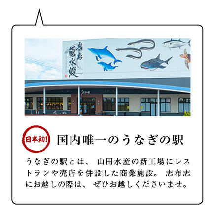 鹿児島県志布志市のふるさと納税 【3月末までに配送】【志布志市人気No.1お礼の品】霧島湧水鰻の蒲焼き 140g以上×2尾＜計280g以上＞ a1-157-03