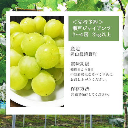 岡山県鏡野町のふるさと納税 【期間限定】鏡野町産 瀬戸ジャイアンツ 2kg（2?4房）
