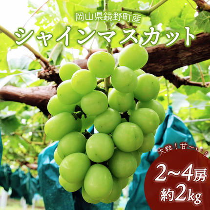 【期間限定】鏡野町産 シャインマスカット 