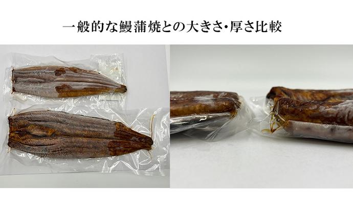 訳アリ・数量限定】浜名湖鰻蒲焼1本（約250g） ビッグサイズ うなぎ