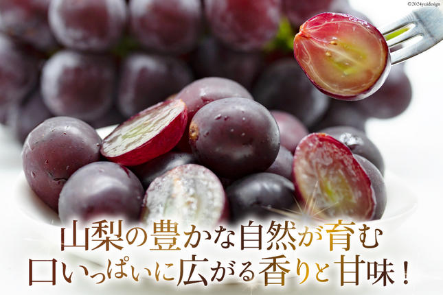 山梨県中央市のふるさと納税 山梨県産 ピオーネ 約1.8kg [株式会社えべし 山梨県 中央市 21470729] フルーツ 果物 くだもの 産地直送 期間限定 季節限定 冷蔵 【2026年8月下旬-10月上旬発送予定】