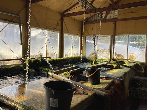 北海道池田町のふるさと納税 【3月上旬配送】北海道　国産ドナルドサーモン(生食用)　800g