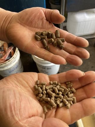 北海道池田町のふるさと納税 【3月上旬配送】北海道　国産ドナルドサーモン(生食用)　800g