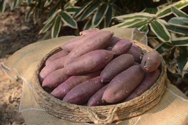 茨城県古河市のふるさと納税 【2025年12月より順次発送】【サイズミックス】茨城県産紅はるか仁連宿さつまいも5kg ｜ さつまいも 薩摩芋 いも 芋 野菜 健康 ヘルシー おやつ スイーツ 食物繊維 生芋 生いも 国産 ギフト 贈答 贈り物 プレゼント 農家直送 産地直送 茨城県 古河市 _FP01