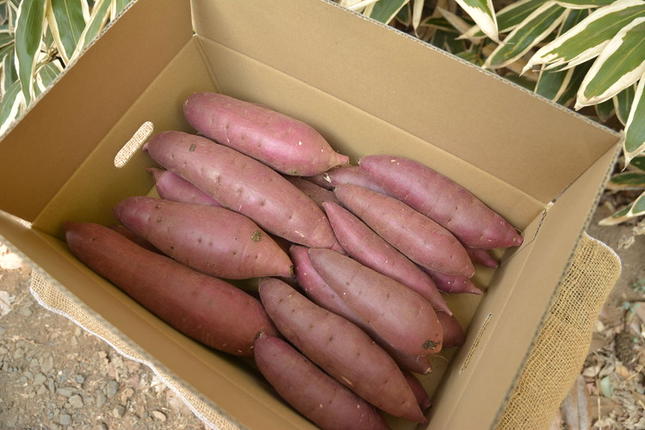 茨城県古河市のふるさと納税 【2025年12月より順次発送】【サイズミックス】茨城県産紅はるか仁連宿さつまいも5kg ｜ さつまいも 薩摩芋 いも 芋 野菜 健康 ヘルシー おやつ スイーツ 食物繊維 生芋 生いも 国産 ギフト 贈答 贈り物 プレゼント 農家直送 産地直送 茨城県 古河市 _FP01