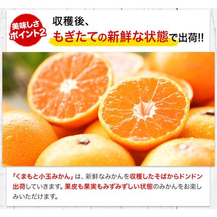熊本県長洲町のふるさと納税 訳あり みかん 小玉みかん くまもと小玉みかん 2.5kg (2.5kg×1箱) 秋 旬 不揃い 傷 ご家庭用 SDGs 小玉 たっぷり 熊本県 産 S-3Sサイズ フルーツ 旬 柑橘 長洲町 温州みかん《9月下旬-12月下旬頃出荷》