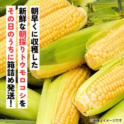 茨城県八千代町のふるさと納税 【 先行予約 2026年7月上旬以降発送 】【農家直送】 朝採り トウモロコシ ゴールドラッシュ 1箱 約6kg とうもろこし スイートコーン 産地直送 期間限定 甘い [SF018ya]