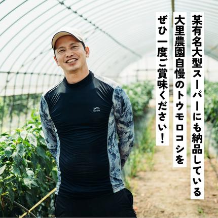 茨城県八千代町のふるさと納税 【 先行予約 2026年7月上旬以降発送 】【農家直送】 朝採り トウモロコシ ゴールドラッシュ 1箱 約6kg とうもろこし スイートコーン 産地直送 期間限定 甘い [SF018ya]