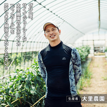 茨城県八千代町のふるさと納税 【 先行予約 2026年6月下旬以降発送 】八千代町産 小玉スイカ ピノガール 1箱（2玉入） タネが小さい すいか [SF005ya]