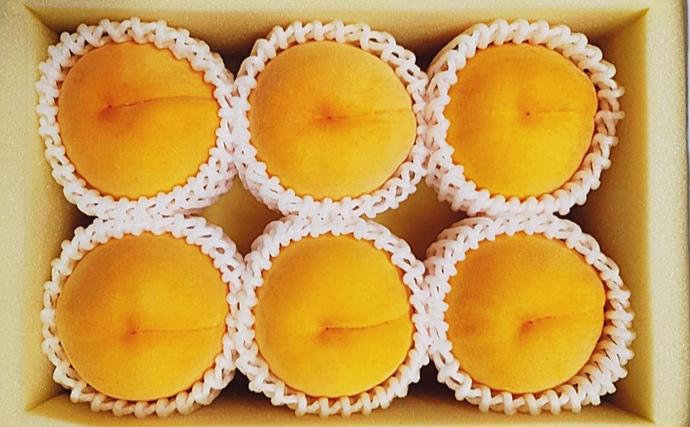 岡山県玉野市のふるさと納税 桃 2026年 先行予約 黄金桃 6玉(1.6kg以上) 化粧箱入り もも モモ 岡山県産 国産 フルーツ 果物 セット ギフト