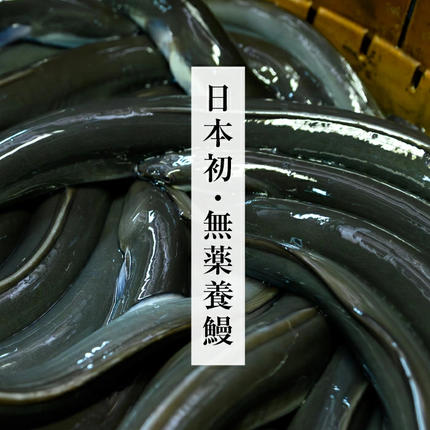 鹿児島県志布志市のふるさと納税 【無薬養鰻】 鹿児島産 山田のうなぎ ＜計480g以上＞（160g以上×3尾） 肝串セット 【ポータル限定】 a6-062-km