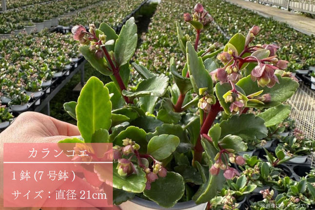 茨城県行方市のふるさと納税 【2026年2月より順次発送】須貝花園 カランコエ 1鉢(7号鉢)｜カランコエ 花 季節の花 須貝花園 先行予約 茨城県 行方市(C-3)