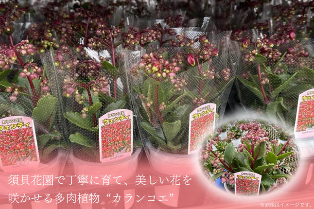 茨城県行方市のふるさと納税 【2026年2月より順次発送】須貝花園 カランコエ 1鉢(7号鉢)｜カランコエ 花 季節の花 須貝花園 先行予約 茨城県 行方市(C-3)