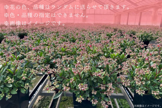 茨城県行方市のふるさと納税 【2026年2月より順次発送】須貝花園 カランコエ 1鉢(7号鉢)｜カランコエ 花 季節の花 須貝花園 先行予約 茨城県 行方市(C-3)
