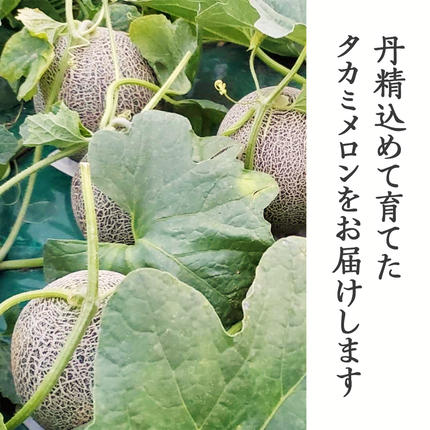 茨城県八千代町のふるさと納税 【 先行予約 2026年6月上旬以降発送】 令和8年産 八千代町産 タカミメロン 秀品 2玉 約3.5kg 期間限定 産地直送 果物 フルーツ メロン 甘い 人気 タカミ 貴味 [AX039ya]