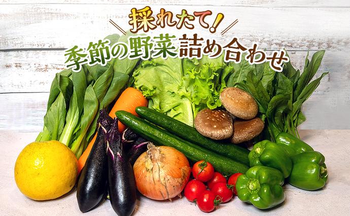 静岡県袋井市のふるさと納税 野菜 とれたて 季節の野菜 パック 8品前後 詰め合わせ セット 野菜セット 旬の野菜 旬 野菜詰め合わせ 野菜詰め合わせセット 産地直送 送料無料 たまねぎ にんじん じゃがいも ほうれん草 トマト キャベツ しいたけ 大根 白菜 冷蔵 静岡