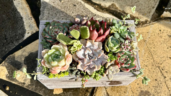 奈良県葛城市のふるさと納税 多肉植物 木箱寄せ植え ／ aju succulent 植物 インテリア アレンジ ガーデニング 15種 そのまま飾れる プレゼント ギフト 奈良県 葛城市