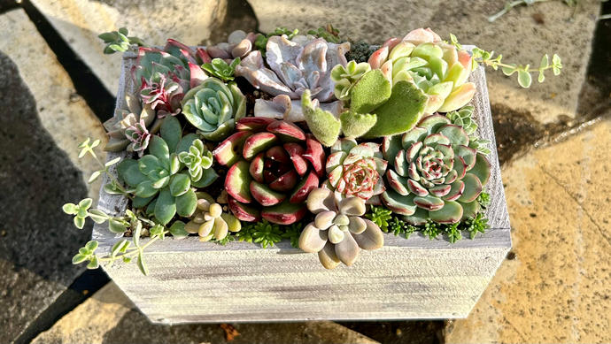 奈良県葛城市のふるさと納税 多肉植物 木箱寄せ植え ／ aju succulent 植物 インテリア アレンジ ガーデニング 15種 そのまま飾れる プレゼント ギフト 奈良県 葛城市