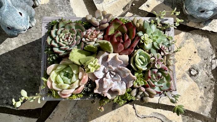 奈良県葛城市のふるさと納税 多肉植物 木箱寄せ植え ／ aju succulent 植物 インテリア アレンジ ガーデニング 15種 そのまま飾れる プレゼント ギフト 奈良県 葛城市