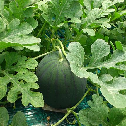 茨城県桜川市のふるさと納税 黒こだま すいか 2玉 《2026年7月上旬から発送開始》 スイカ すいか 西瓜 黒こだま おやつ 夏[BQ014sa]