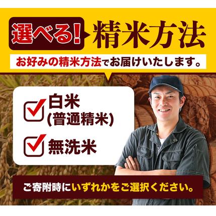 熊本県長洲町のふるさと納税 令和7年産 無洗米 も 選べる 森のくまさん 5kg × 1袋  白米 熊本県産 単一原料米 森くま《7-14日以内に出荷予定(土日祝除く)》《精米方法をお選びください》送料無料